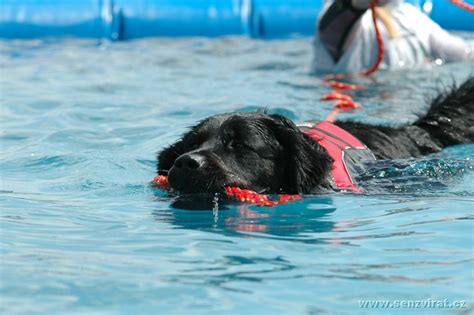 Cvičisko pre záchranárske psy s ruinovým trenažérom