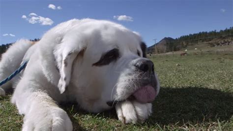 Fenka bernardína s najdlhším jazykom na svete