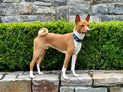 Basenji s výraznými vráskami na čele a stočeným chvostom