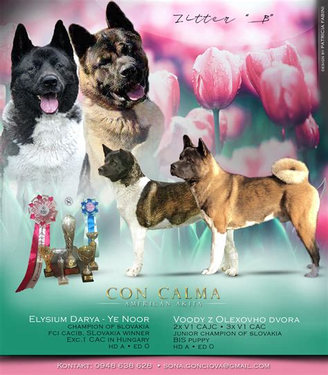 Šteňa Basenji v chovateľskej stanici