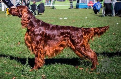 Írsky seter pri hre