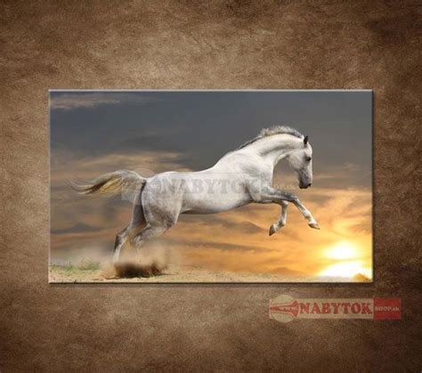 kôň pri západe slnka