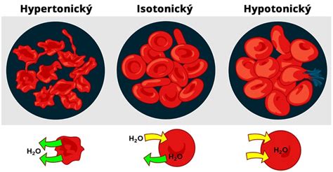 Schéma porovnania osmotického tlaku hypotonického, izotonického a hypertonického roztoku vo vzťahu k bunkám