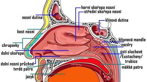 Infografika porovnávajúca účinky izotonického a hypertonického roztoku na nosové dutiny