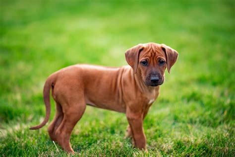 Šteniatko rhodesian ridgeback