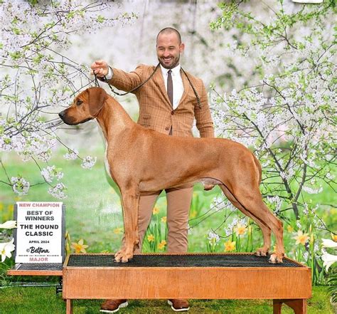Rodokmeň rhodesian ridgebacka