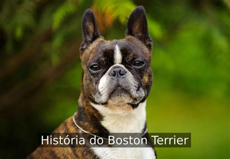História plemena Pozri Bijou Terrier