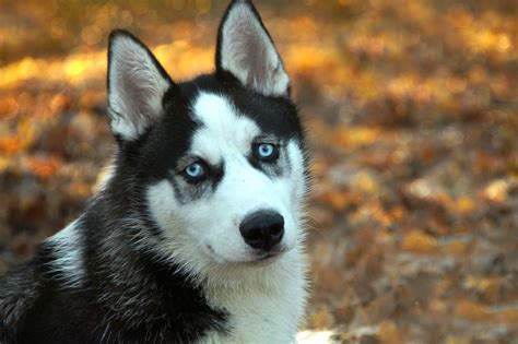 Pes Husky na fotografii