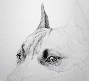 Proces tieňovania srsti psa tužkou