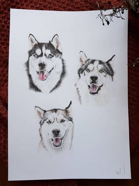 Kresba psa Husky uhľom