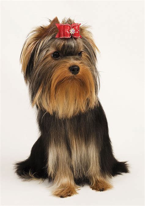 Šteniatko jorkšírskeho teriéra