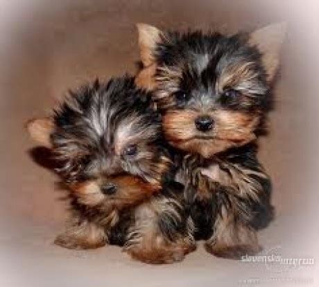 Šteniatka jorkšírskeho teriéra v košíku