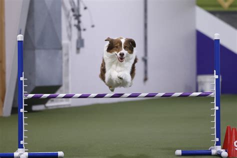 Ilustračná fotografia austrálskeho ovčiaka pri psích športoch