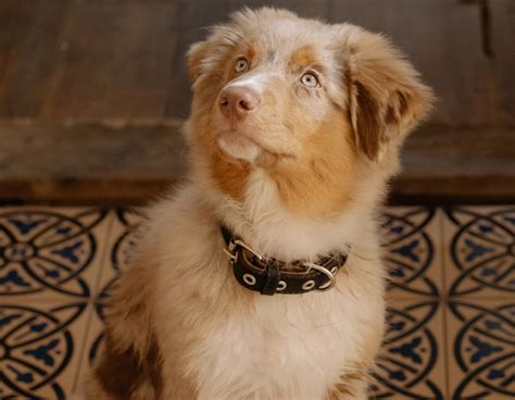 Šteniatko austrálskeho ovčiaka