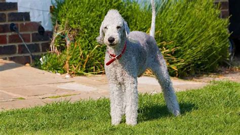 Pes bedlingtonského teriéra pri tréningu agility