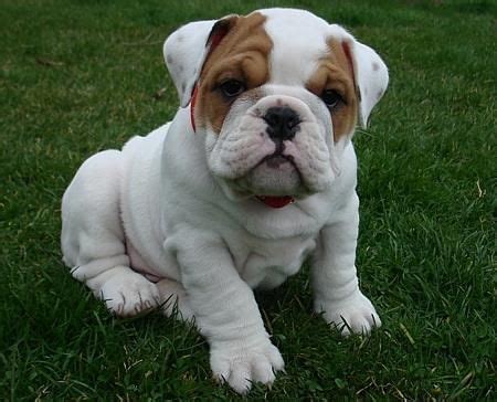 Anglický buldog ako člen rodiny