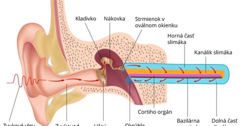 Anatomia psieho ucha