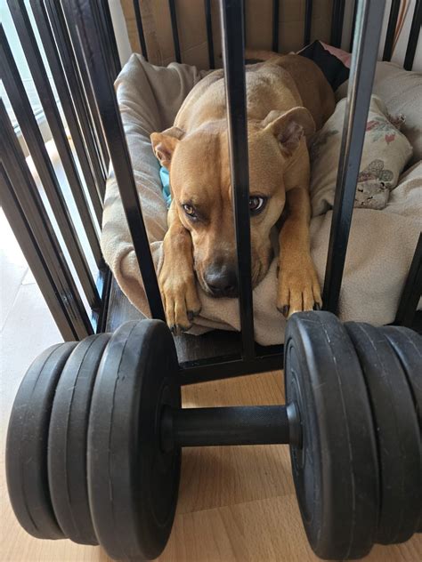 Ilustrácia psa v klietke