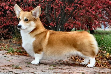 Welsh Corgi Pembroke s typickými veľkými ušami