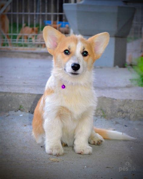 Šteniatka Welsh Corgi