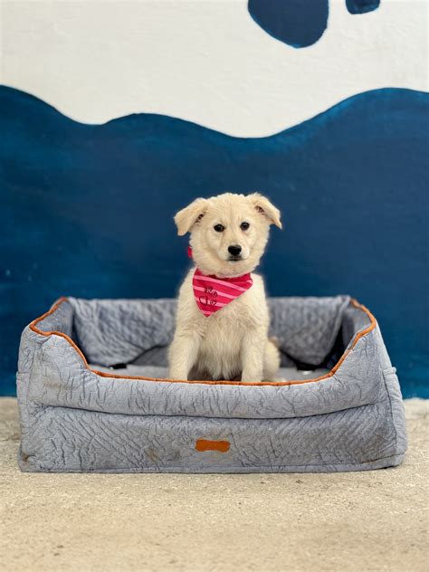 Šteniatko hrajúce sa s hračkou