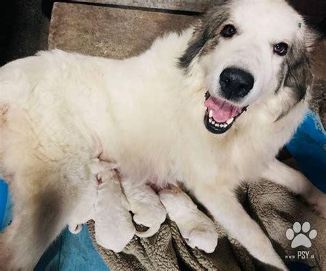 Pes pyrenejského horského psa pri česaní