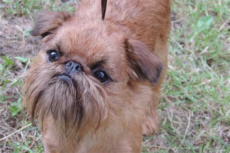 Belgický grifón - detail hlavy