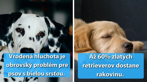 Infografika porovnávajúca priemernú dĺžku života krížencov a čistokrvných psov.