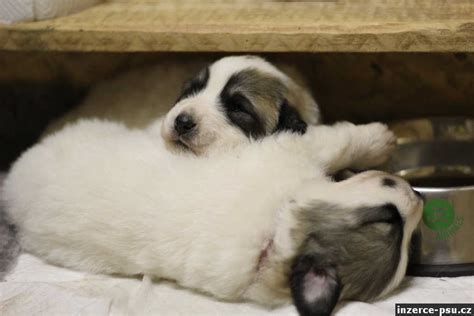 štěně pyrenejského horského psa