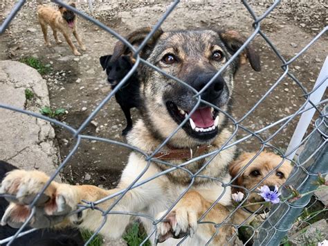 Ilustračná fotka psíkov v útulku