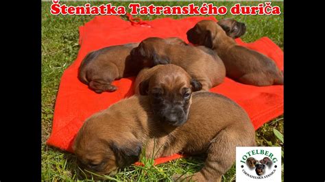 Štandardné sfarbenie tatranského duriča