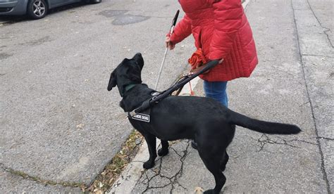 Pes pri práci s rušivkami