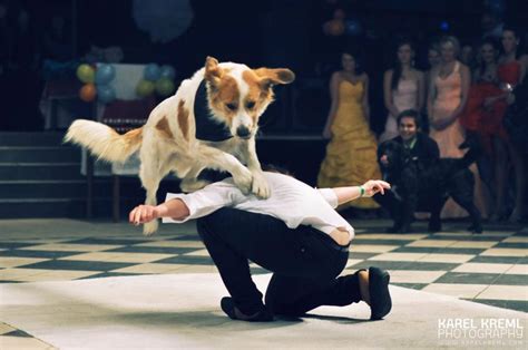 Dogdancing vystúpenie