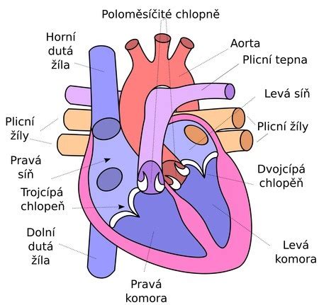 Anatomická schéma psieho čuchového aparátu