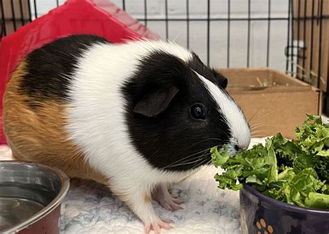 Morča ako domáci miláčik