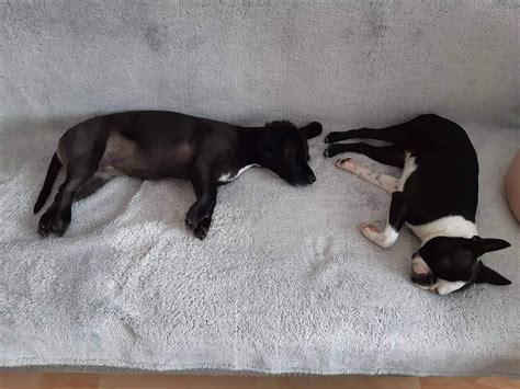 Pes a mačka fotení na úrovni očí