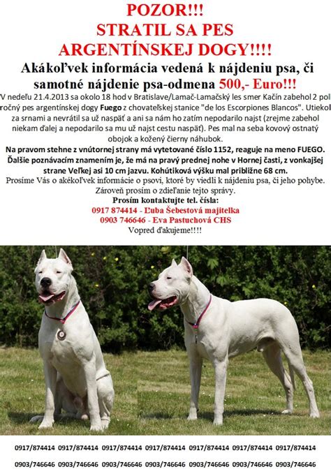 Fyzické charakteristiky argentínskej dogy