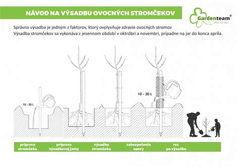 Ilustrácia stromu pluotu s plodmi
