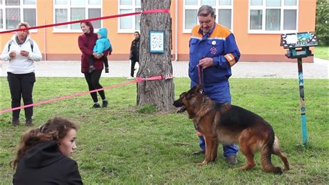 Štruktúra výcviku psa oznamovača