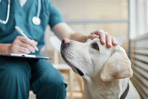 Veterinár vyšetruje starého psa