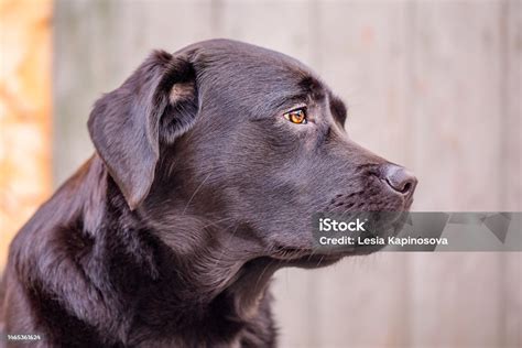Portrét žltého, čierneho a čokoládového labradorského retrívera
