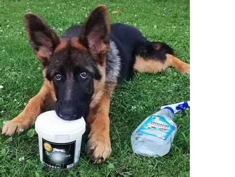 Šteniatko nemeckého ovčiaka bez rodokmeňa