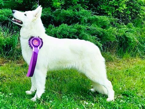 Biely švajčiarsky ovčiak hrajúci sa s dieťaťom