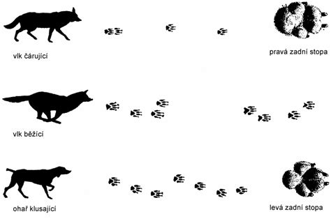 Ilustrácia stopy vlka a psa