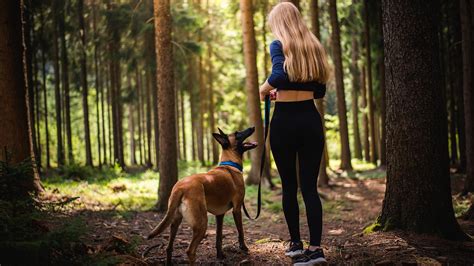 Ilustrácia psa na vodítku v lese