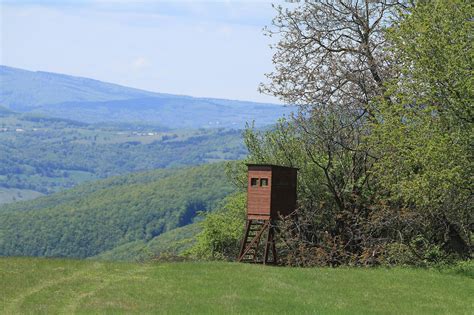 Infografika o podmienkach pre zastrelenie psa v poľovnom revíri
