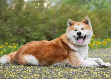 Akita Inu s japonským pozadím