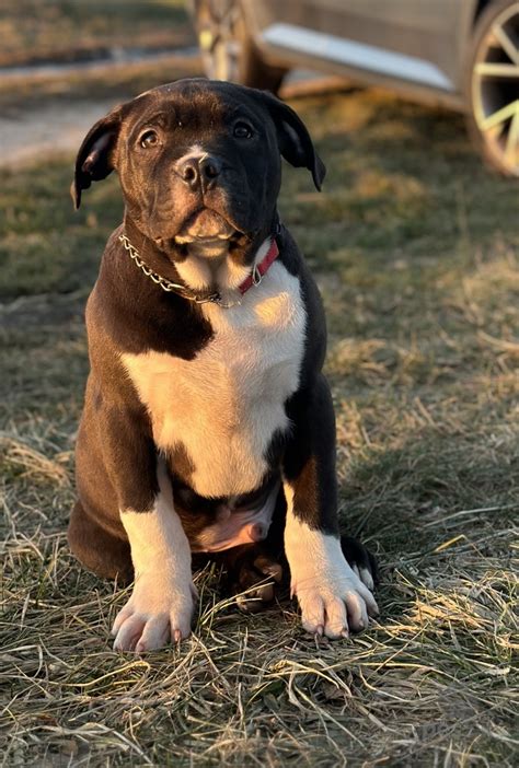 American Bully ako rodinný pes