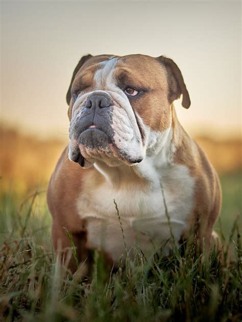 Anglický buldog s charakteristickým vráskavým výrazom