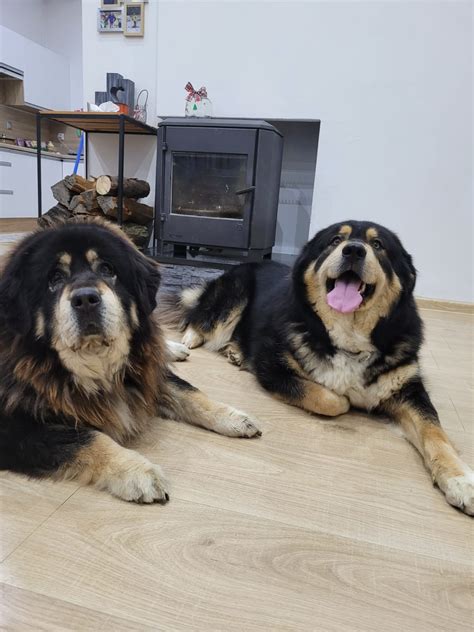 Šteniatko pri veterinárnej prehliadke